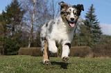 BERGER AUSTRALIEN PUPPIES 386